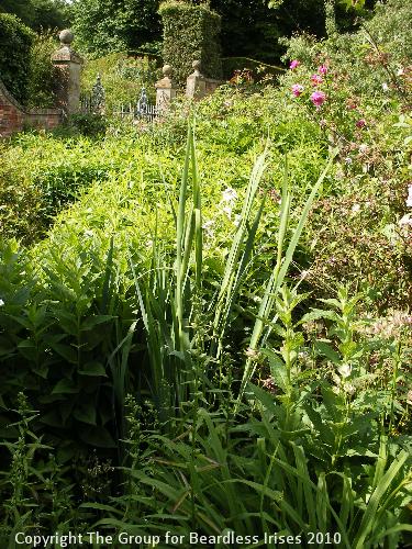 hidcote (02)